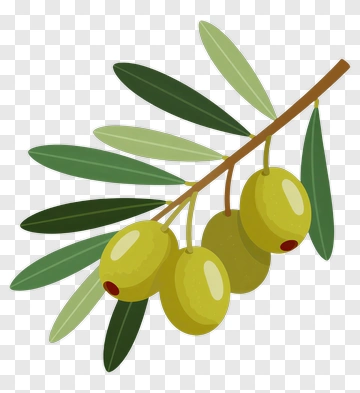 Olive Branch With Green Olives PNG