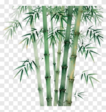 Bamboo Plant PNG