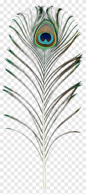 Peacock Feather PNG