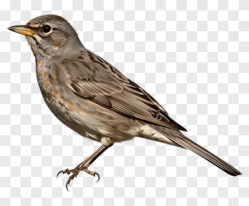 Bird Standing On One Leg PNG