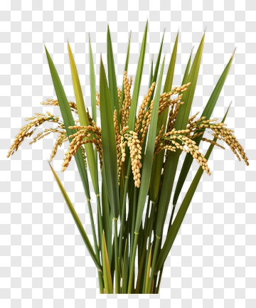 Rice Plant With Grains PNG