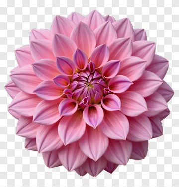 Pink Dahlia Flower PNG