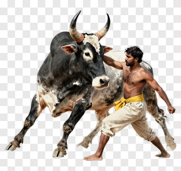 Man Wrestling A Bull PNG