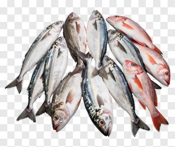 Fresh Fish Arrangement PNG