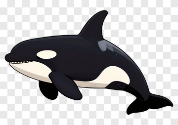 Cartoon Orca Swimming PNG