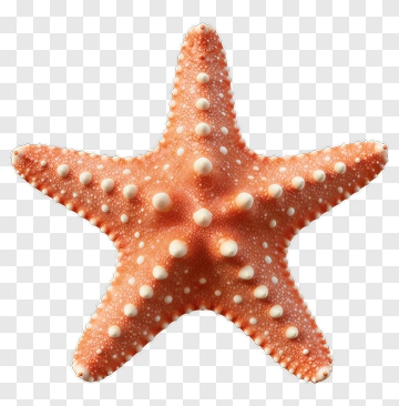 Orange Starfish PNG
