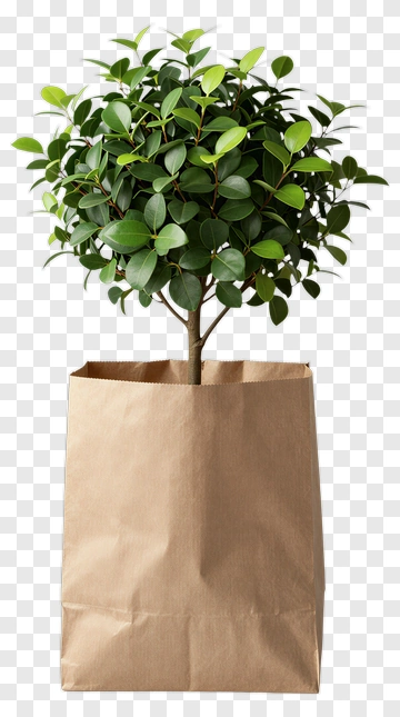 Ficus Tree In A Brown Paper Bag PNG
