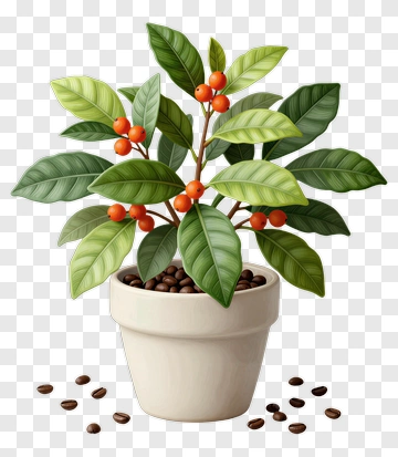 Coffee Plant In A Pot PNG