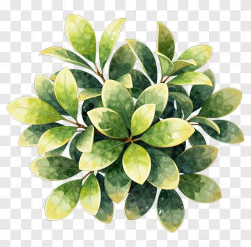 Colorful Leaf Arrangement PNG