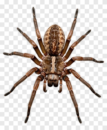 Realistic Spider PNG
