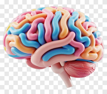 Colorful Brain Model PNG