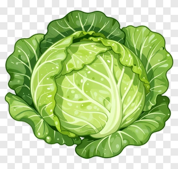 Green Cabbage PNG