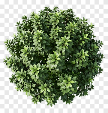 Green Bush PNG