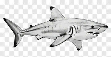 Shark Illustration PNG