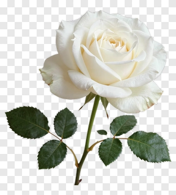 White Rose With Green Leaves PNG