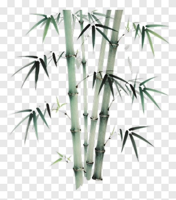 Bamboo Stalks With Green Leaves PNG