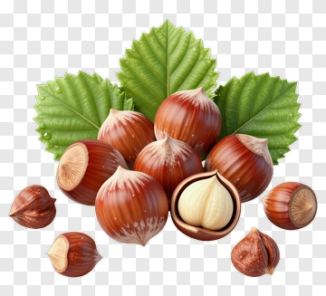 Hazelnuts With Leaves PNG