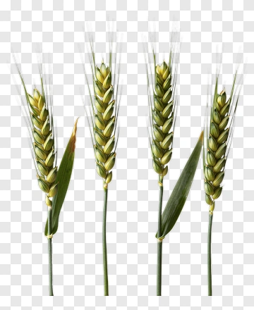 Wheat Ears With Green Grains PNG