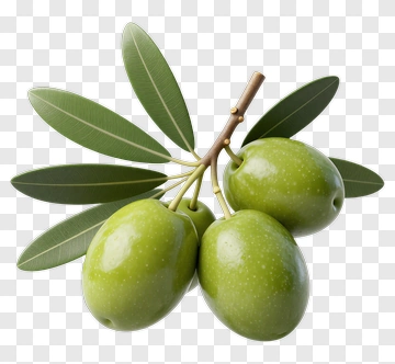 Green Olive Branch With Leaves PNG