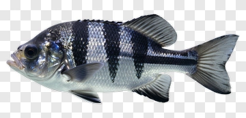 Striped Fish PNG