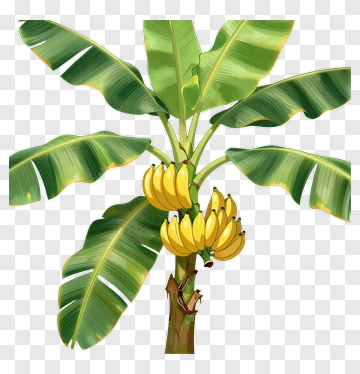 Banana Tree With Ripe Bananas PNG