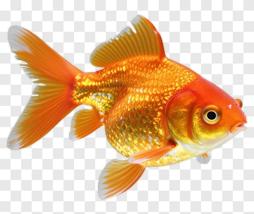Goldfish Swimming PNG
