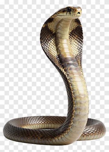 Realistic Cobra Snake PNG