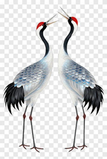 Pair Of Cranes Singing Together PNG