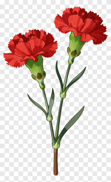 Red Carnation Flower PNG