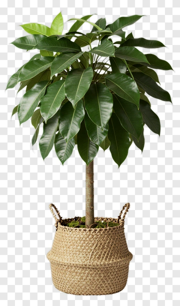 Ficus Tree In Woven Basket PNG
