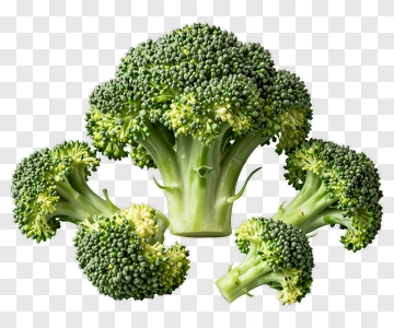 Fresh Broccoli Bunch PNG