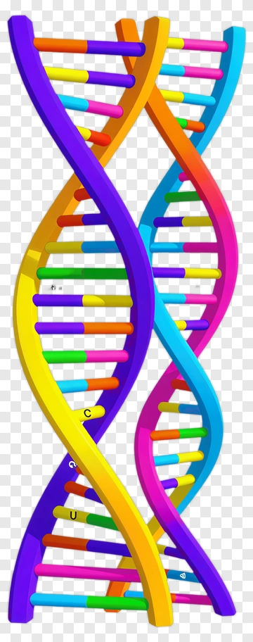 Colorful Dna Double Helix Model PNG