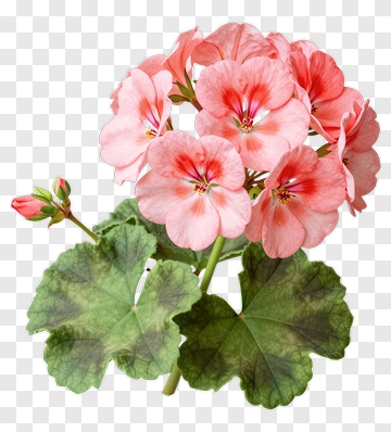 Pink Geranium Flower Bouquet PNG