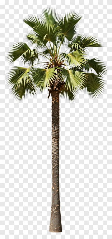 Palm Tree PNG