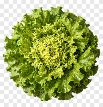 Fresh Green Lettuce PNG