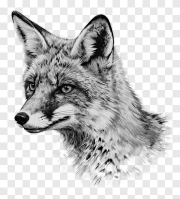 Realistic Fox Head Illustration PNG