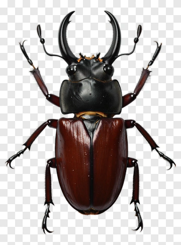 Realistic Beetle With Prominent Antlers PNG