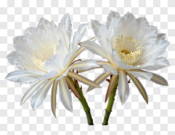 White Flower Bouquet PNG
