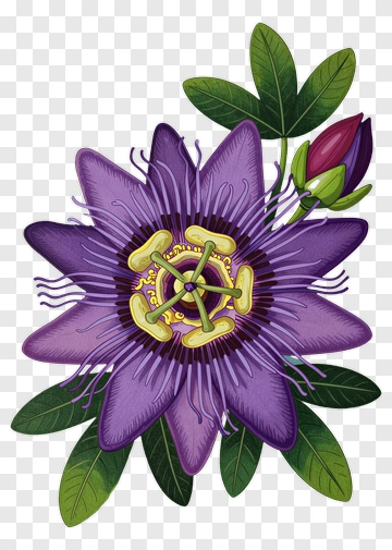Passion Flower With Green Leaves PNG