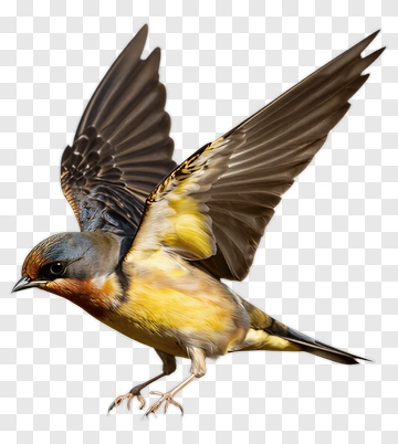 Bird In Flight PNG