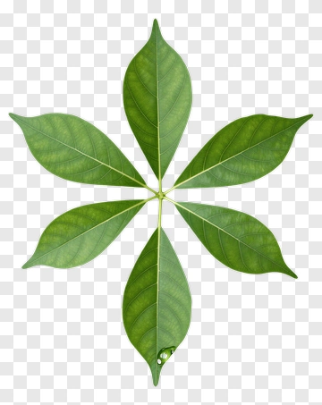 Green Leaf Arrangement PNG
