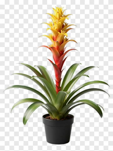 Colorful Bromeliad Plant In A Pot PNG