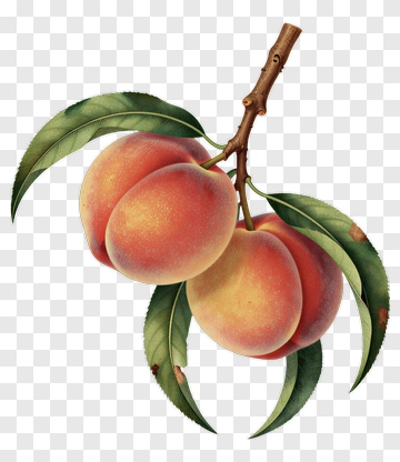 Peach Branch With Ripe Peaches PNG