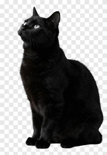 Black Cat Sitting And Looking Up PNG