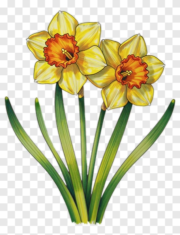 Colorful Daffodil Flowers PNG