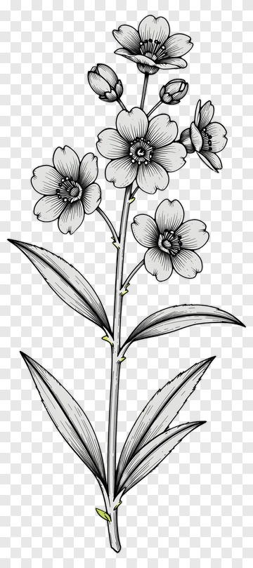 Black And White Flower Illustration PNG