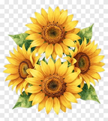 Flower Bouquet Of Sunflowers PNG