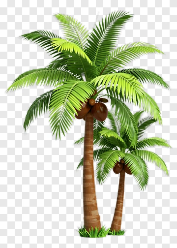 Realistic Coconut Palm Trees PNG