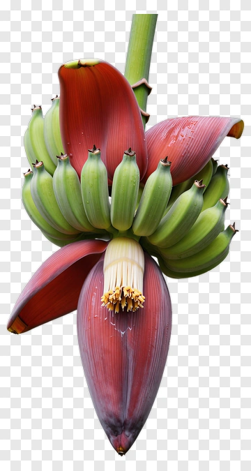 Banana Flower With Green Bananas PNG
