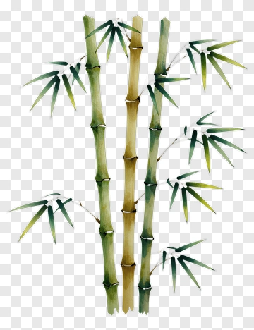 Bamboo Stalks With Green Leaves PNG